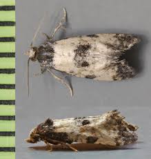 Attēlu rezultāti vaicājumam “Cochylis dubitana”