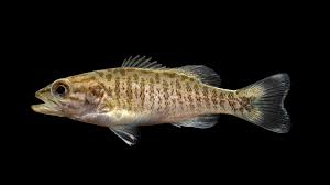 Image result for Micropterus dolomieu