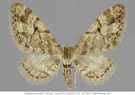 Attēlu rezultāti vaicājumam “Eupithecia lanceata”