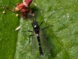 Attēlu rezultāti vaicājumam “Cricotopus male”