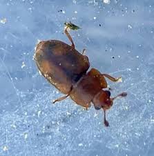 Attēlu rezultāti vaicājumam “Epuraea sp.”