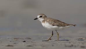 Image result for Charadrius mongolus