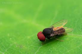 Attēlu rezultāti vaicājumam “Platypezidae”