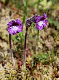 Attēlu rezultāti vaicājumam “Orobanche coerulescens flower”