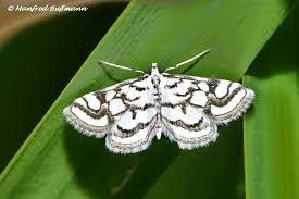 Attēlu rezultāti vaicājumam “Nymphula nitidulata”