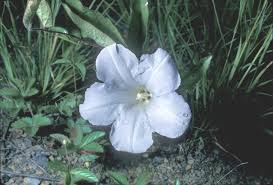 Attēlu rezultāti vaicājumam “Calystegia inflata flower”