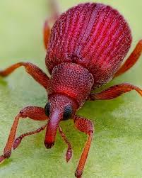 Attēlu rezultāti vaicājumam “Apion sp.”