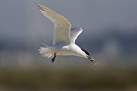 Attēlu rezultāti vaicājumam “Sterna sandvicensis”