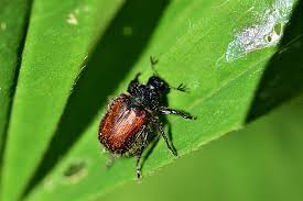 Attēlu rezultāti vaicājumam “Phyllopertha horticola imago”