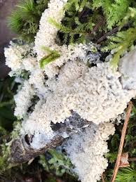 Attēlu rezultāti vaicājumam “Didymium spongiosum spores”