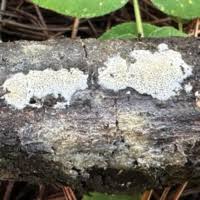 Attēlu rezultāti vaicājumam “Physisporinus sanguinolentus”