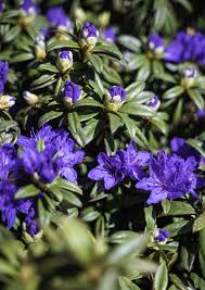 Attēlu rezultāti vaicājumam “rhododendron”