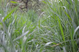 Attēlu rezultāti vaicājumam “Poa trivialis leaf”
