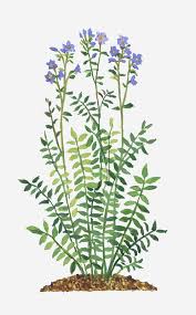 Attēlu rezultāti vaicājumam “Polemonium caeruleum flower”