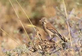 Attēlu rezultāti vaicājumam “Carduelis cannabina”
