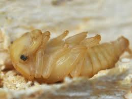 Attēlu rezultāti vaicājumam “Dorcus parallelopipedus”