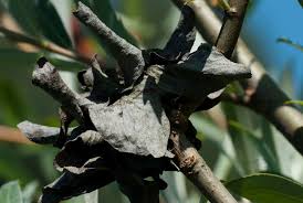 Attēlu rezultāti vaicājumam “Rhabdophaga rosaria”