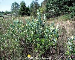 Attēlu rezultāti vaicājumam “Salix myrtilloides”