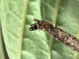 Attēlu rezultāti vaicājumam “Taleporia tubulosa”