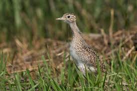 Image result for Bartramia longicauda