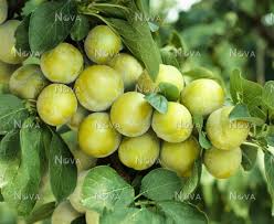 Attēlu rezultāti vaicājumam “Prunus domestica subsp. insitita fruit”