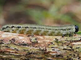 Attēlu rezultāti vaicājumam “Neodiprion sertifer”