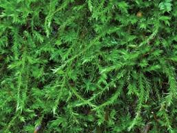 Attēlu rezultāti vaicājumam “Sciuro-hypnum populeum”