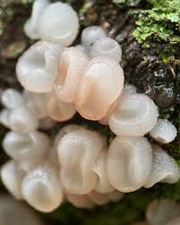 Attēlu rezultāti vaicājumam “Neobulgaria pura”