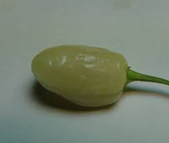 Afbeeldingsresultaat voor white habanero hot pepper