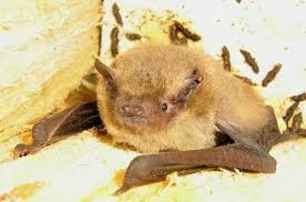 Attēlu rezultāti vaicājumam “Pipistrellus pygmaeus”