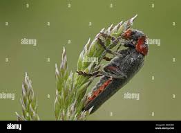 Attēlu rezultāti vaicājumam “Cantharis rustica imago”