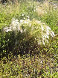 Attēlu rezultāti vaicājumam “Hordeum jubatum”