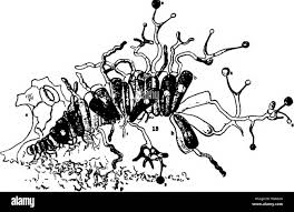 Attēlu rezultāti vaicājumam “Melampsoridium sp.”