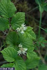 Attēlu rezultāti vaicājumam “Rubus saxatilis”