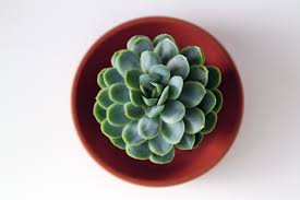 Image result for Mehikasvi