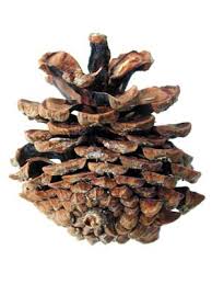 Attēlu rezultāti vaicājumam “Pinus mugo fruit”