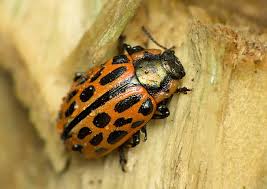 Attēlu rezultāti vaicājumam “Chrysomela vigintipunctata”