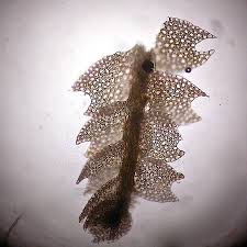 Attēlu rezultāti vaicājumam “Harpanthus scutatus”