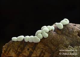 Attēlu rezultāti vaicājumam “Diderma testaceum spores”