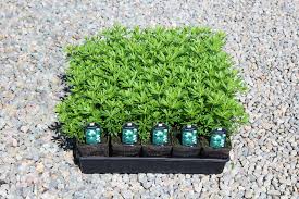 Image result for Galium odoratum