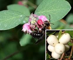 Attēlu rezultāti vaicājumam “Symphoricarpos albus flower”