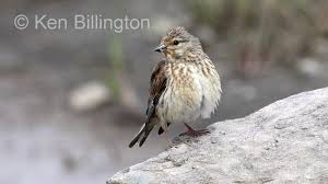 Attēlu rezultāti vaicājumam “Carduelis cannabina”