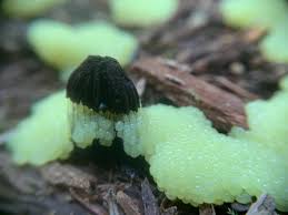 Attēlu rezultāti vaicājumam “Stemonitis fusca plasmodium”