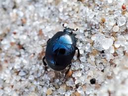 Attēlu rezultāti vaicājumam “Hypocaccus rugiceps”