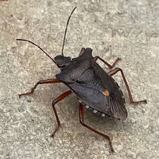 Attēlu rezultāti vaicājumam “Pentatoma rufipes”