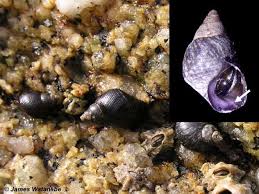 Attēlu rezultāti vaicājumam “Mollusca”