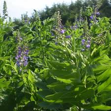 Attēlu rezultāti vaicājumam “Galega orientalis leaf”