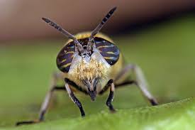 Attēlu rezultāti vaicājumam “Heptatoma pellucens”