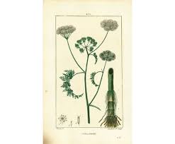 Attēlu rezultāti vaicājumam “Oenanthe aquatica”