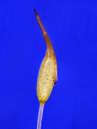 Attēlu rezultāti vaicājumam “Gymnostomum calcareum macro”